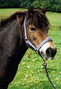 PONEI EXMOOR
